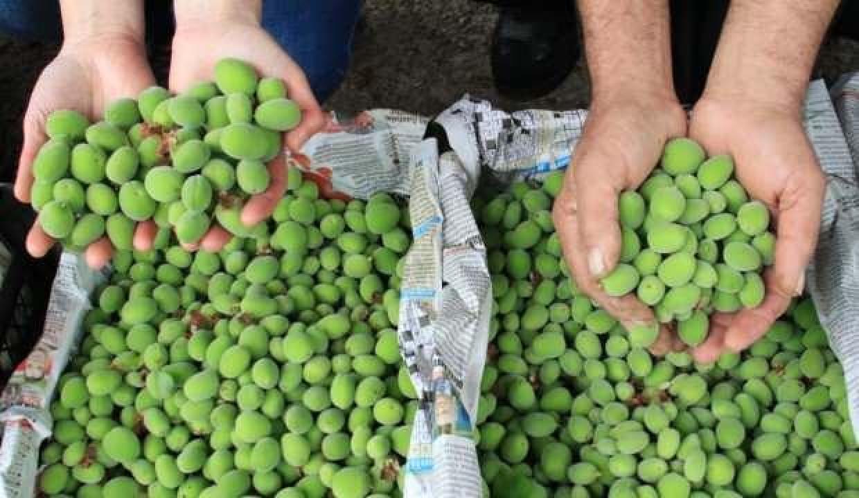 İlk çağla hasadı yapıldı, kilosu 500 TL’den satıldı