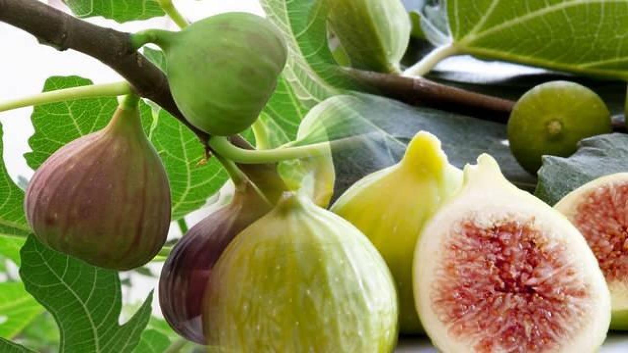 İncir sütünün siğile faydaları nelerdir? Egzama için incir sütü nasıl kullanılır?