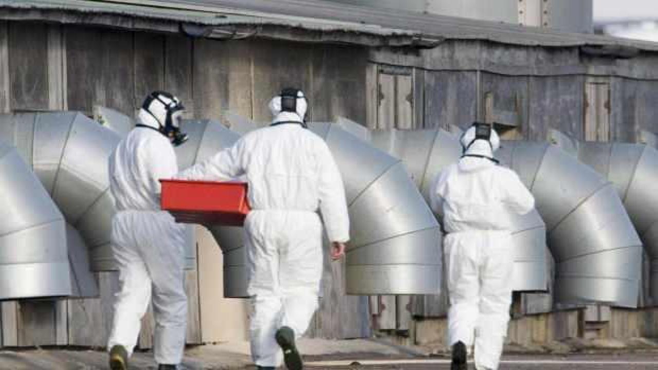 İngiltere'de iki kişide kuş gribine rastlandı