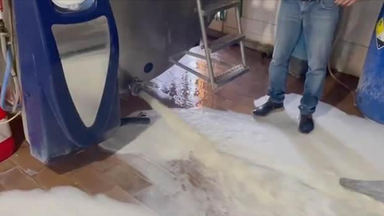 İspanya'da süt alım fiyatına tepki gösteren işletmeler sütlerini dökme eylemi başlattı