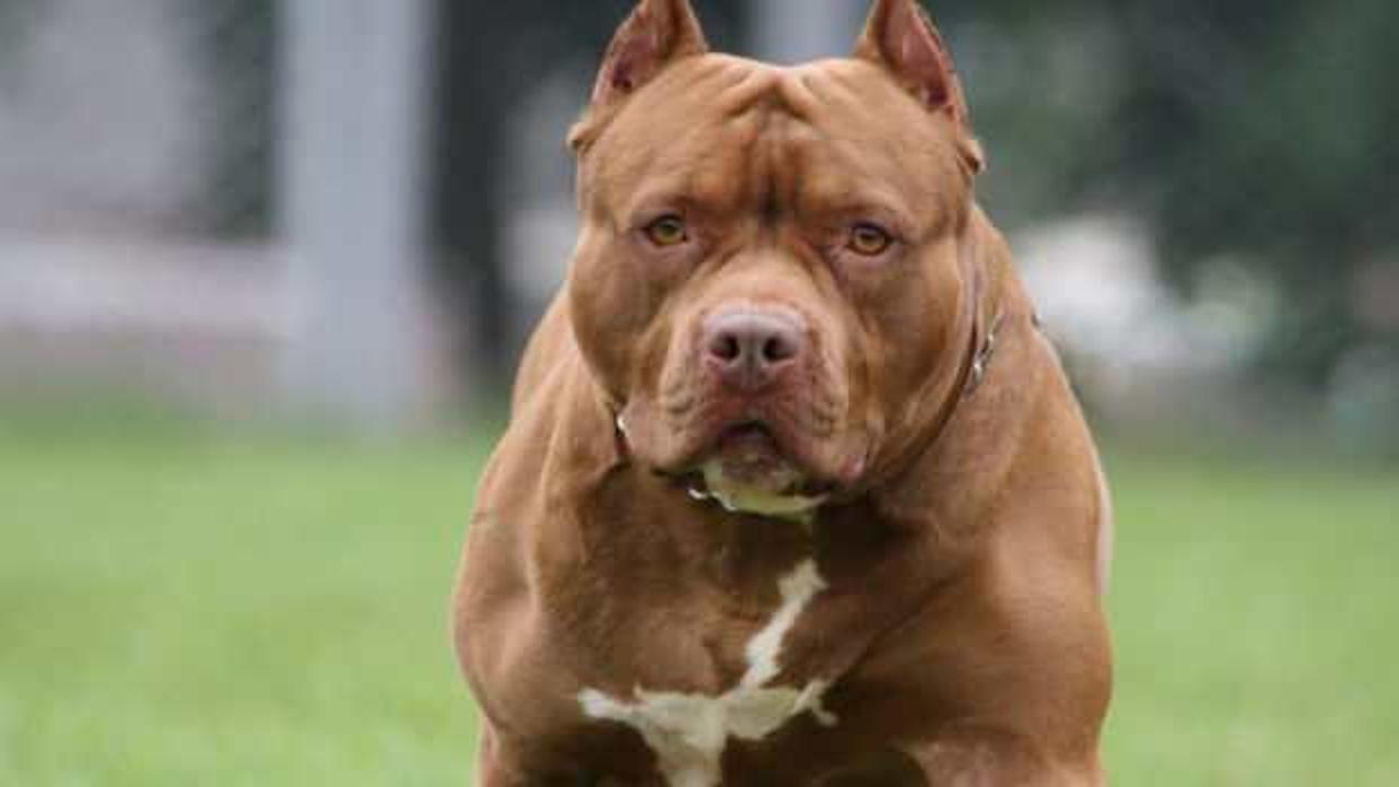 İstanbul'da başıboş pitbull köpek dehşet saçtı: 2 kişi yaralandı!