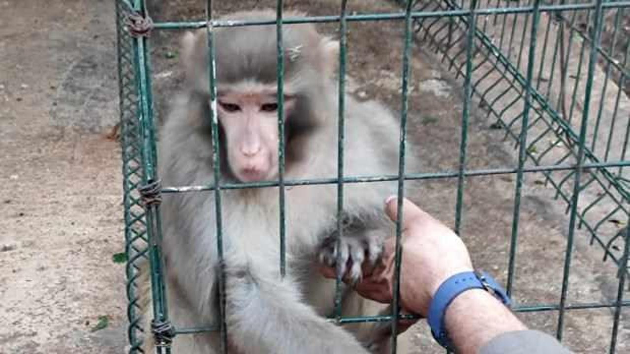 İzinsiz Rhesus maymun besleyen şahsa para cezası