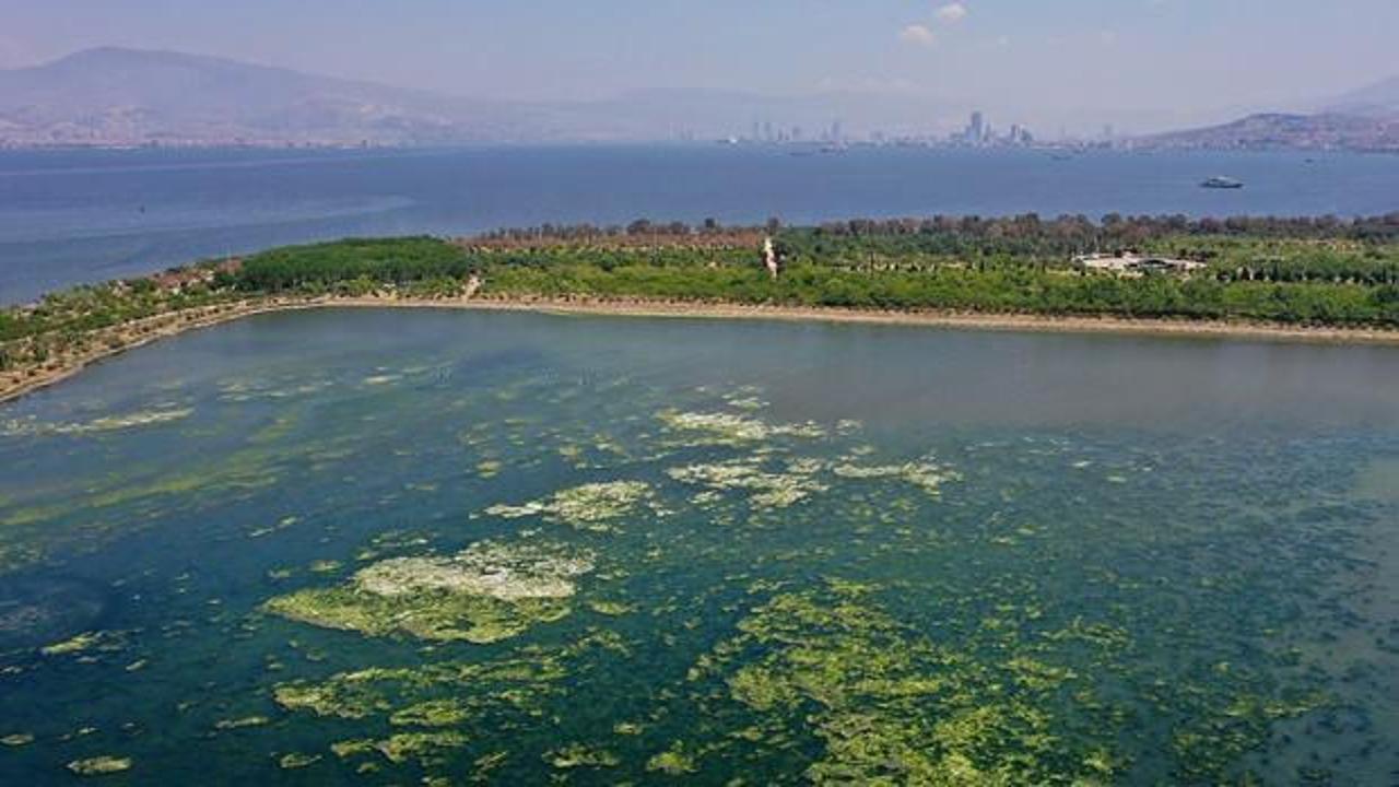 İzmir Körfezi'nde kötü koku ve balık ölümleri: Belediyeden açıklama