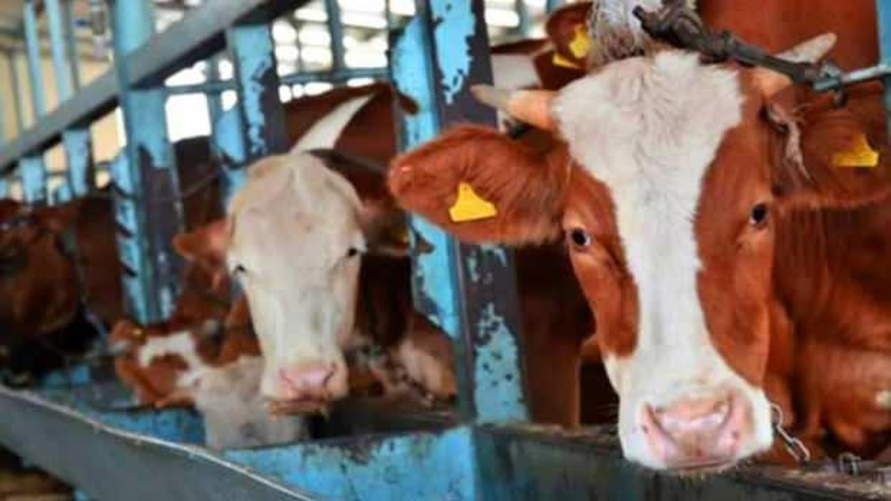 İzmir'de 15 günlük yasak kararı! O ilçelerde kurban satışı yapılmayacak