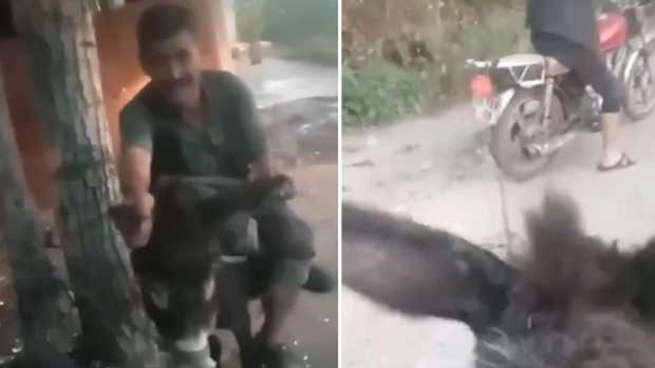 İzmir'de eşeğe eziyet eden iki şüpheliye 30 gün hayvan barınağı temizleme cezası