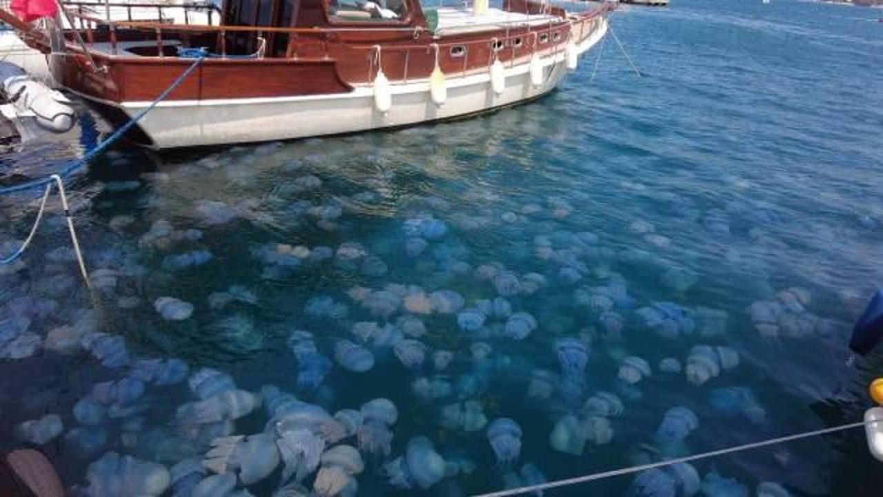 İzmir'de görenleri şaşkına çeviren görüntü: Tüm sahili istila ettiler