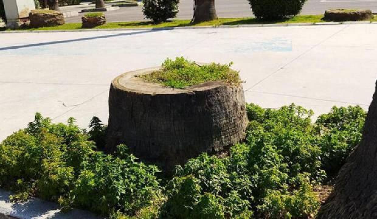 İzmir'de Kültürpark'taki kuruyan 72 palmiye ağacı kesildi