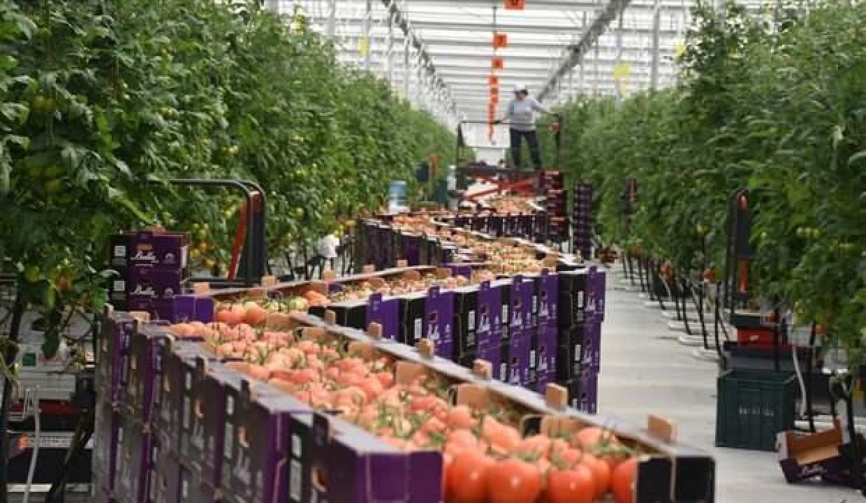 Jeotermal suyla ısıtılan serada yetiştirilen domatesler, Avrupa ülkelerine gönderiliyor