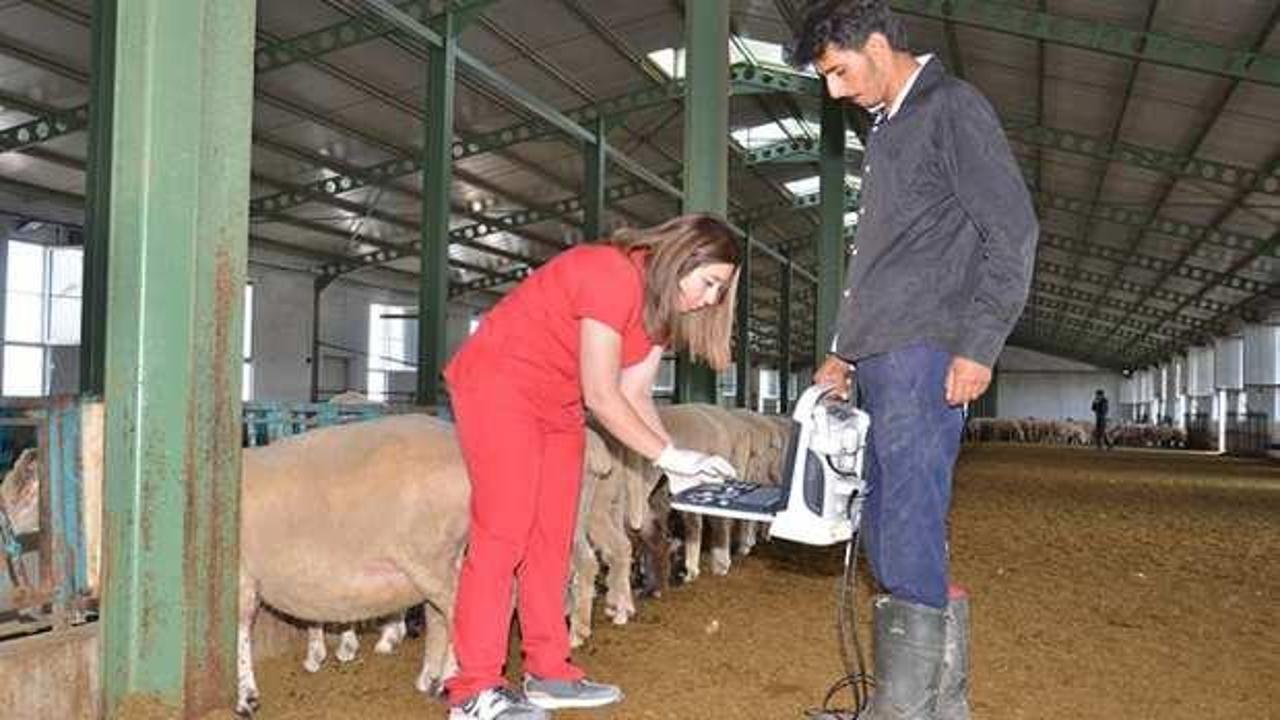 Kadın girişimci devlet desteğiyle kurduğu çiftlikte 1000 koyuna ulaştı