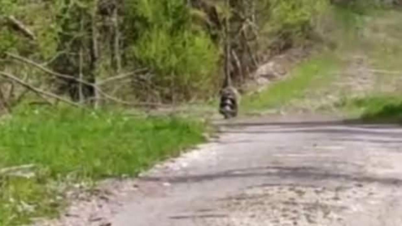 Kafası bidona sıkışmış halde gezen ayı 17 gün sonra kurtarıldı