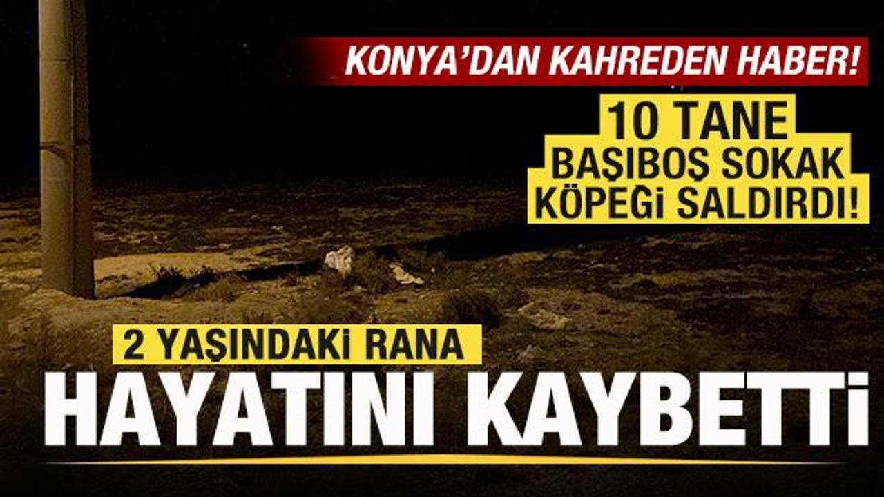Kahreden haber! 10 tane sokak köpeği saldırdı! 2 yaşındaki Rana hayatını kaybetti