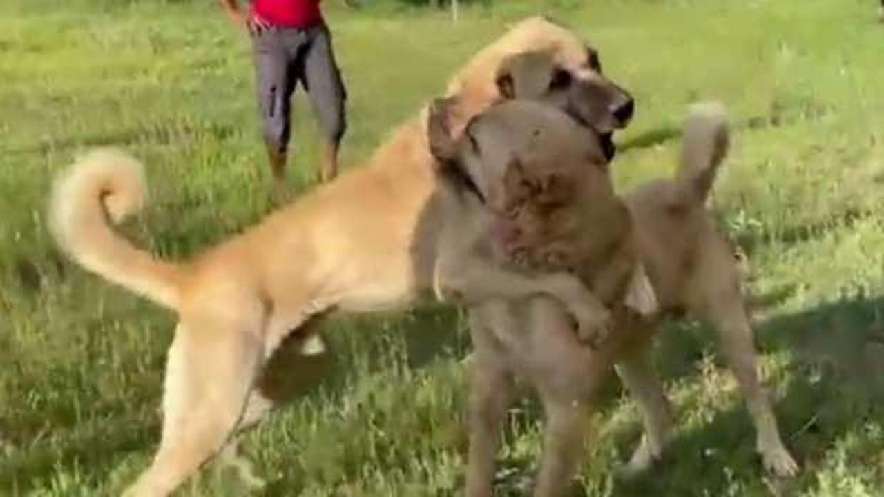 Kangal görüntüleri büyük tepki! Savcılık soruşturma başlattı