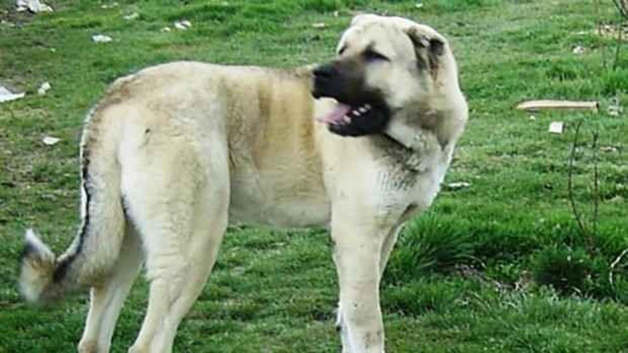 Kangal köpekleri yavrularını neden yer? Sırrı açığa çıktı