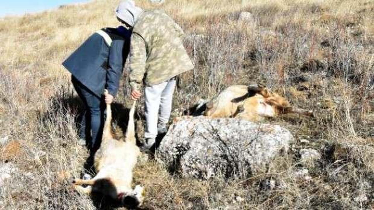 Kangal'da Kurtlar saldırdı! Sürü telef oldu