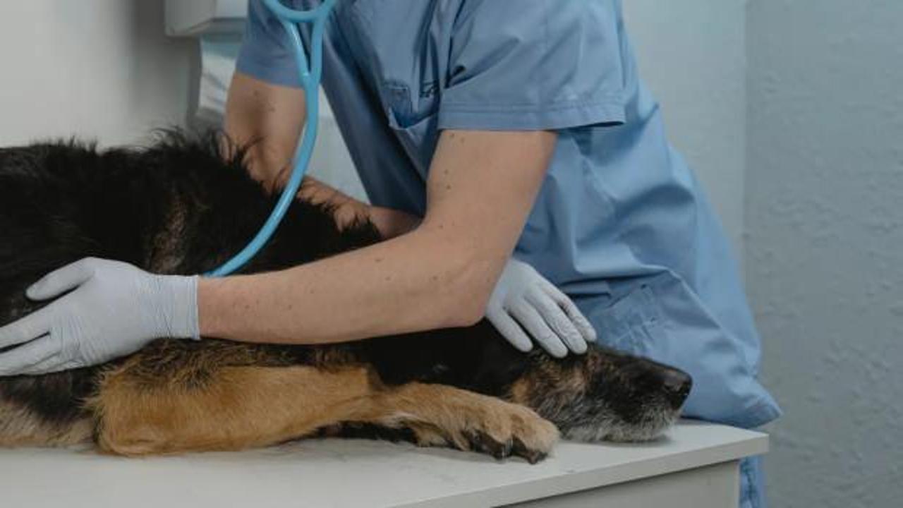 Kanun teklifine karşı çıkan başkandan 'ötenazi' eğitimi!