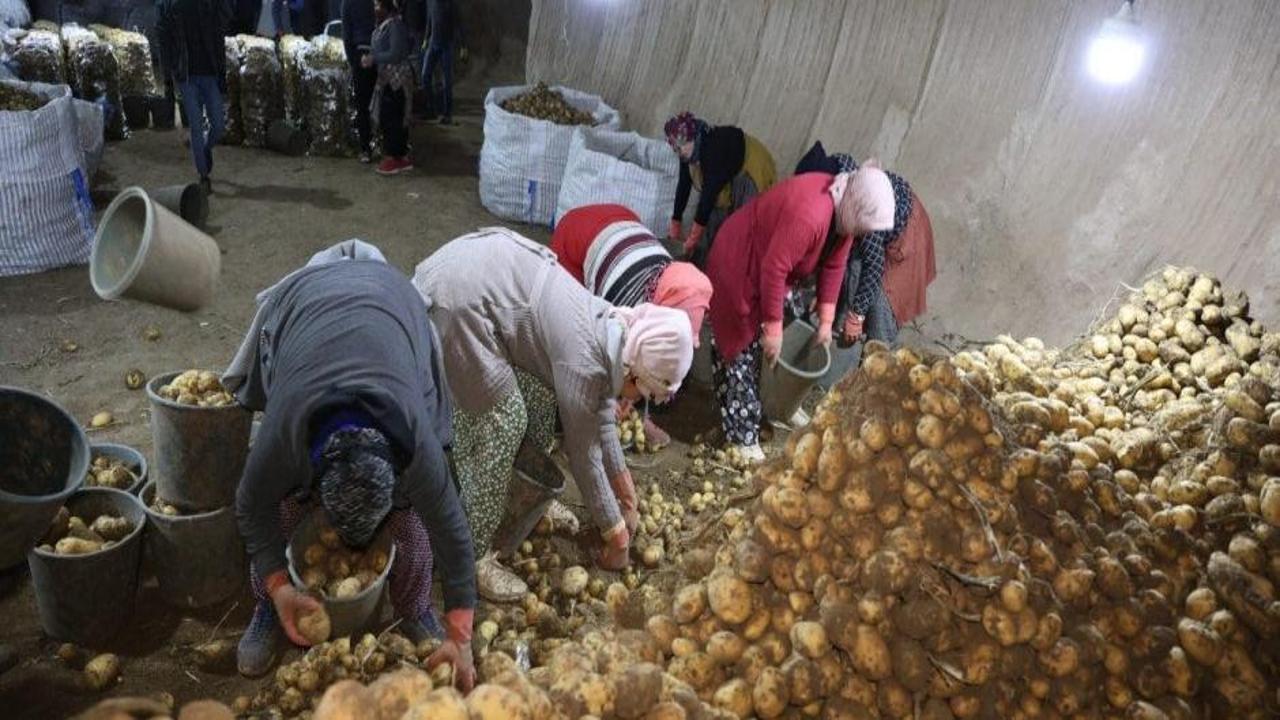 Kapadokya'daki doğal depolar, Türkiye'nin patateslerini koruyor