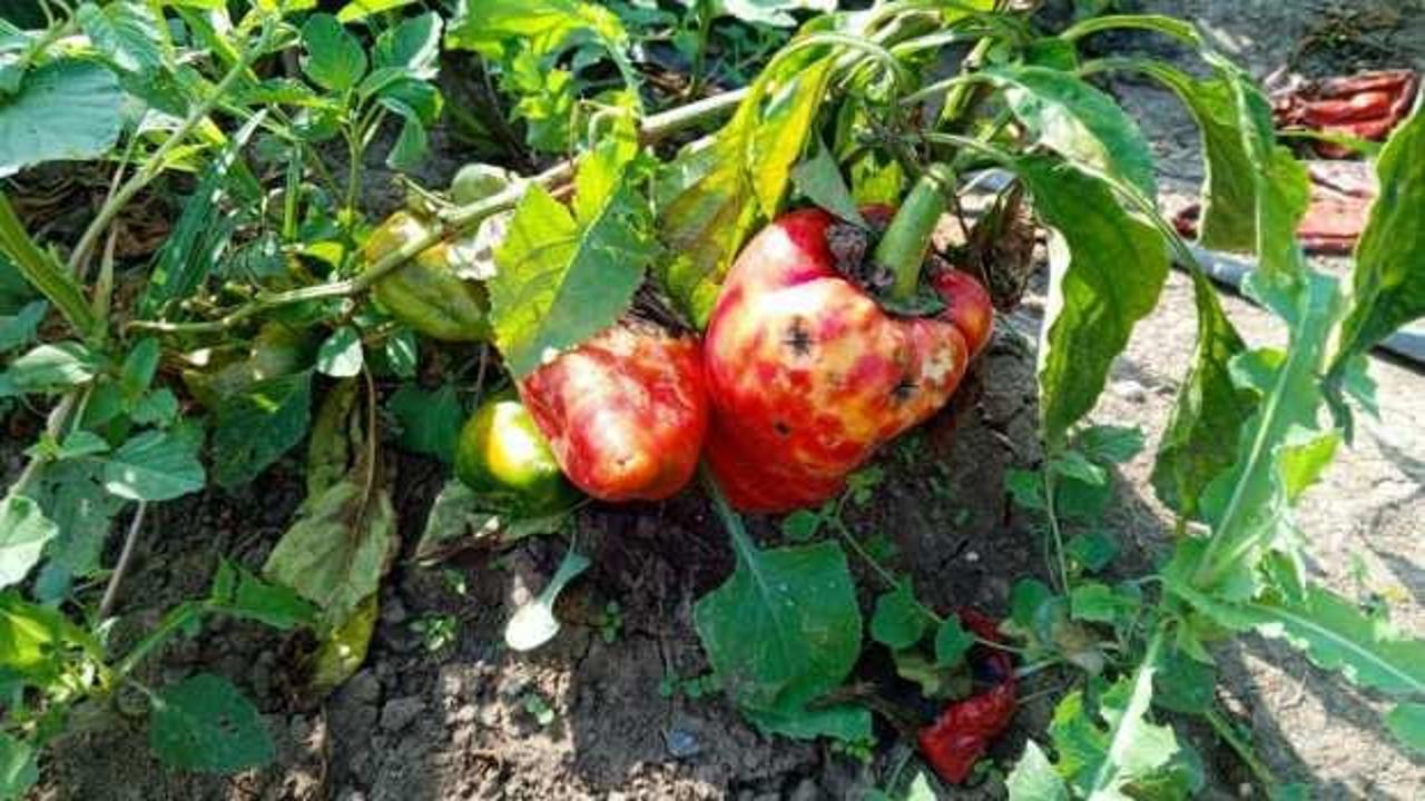 Kapya biberi hastalık vurdu!