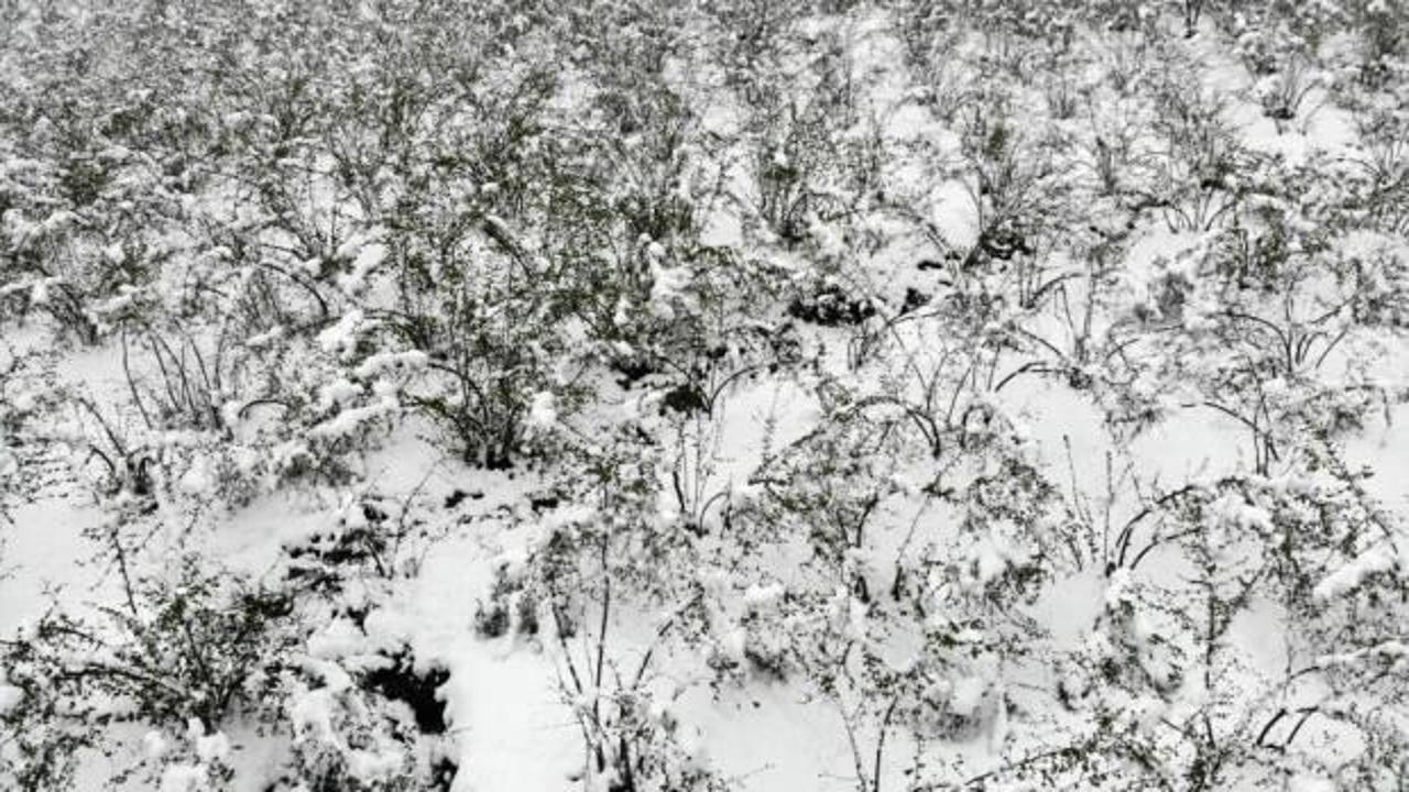 Kar, fındıkta lokal zararlara neden oldu