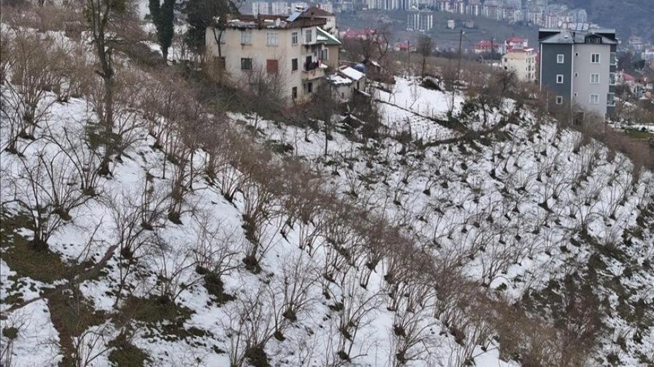 Kar fındıkta verim kaybına neden olmadı