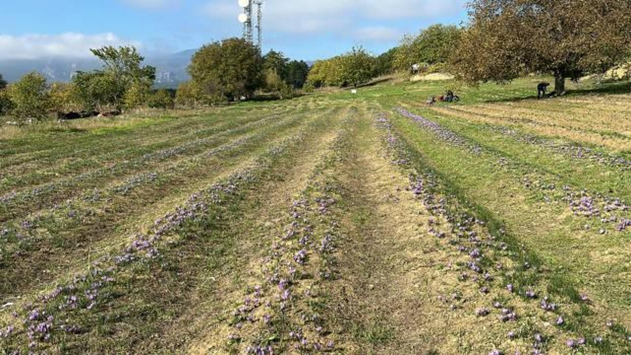 Karabük'te safran hasadı yapıldı