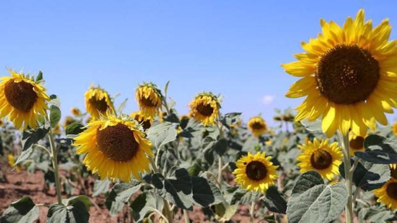 KARADENİZBİRLİK'ten üreticilere 446 milyon lira ödeme