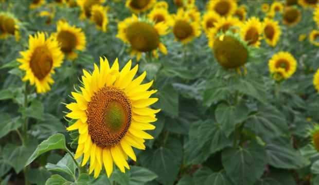 KARADENİZBİRLİK'ten üreticiye 46 milyon lira destek