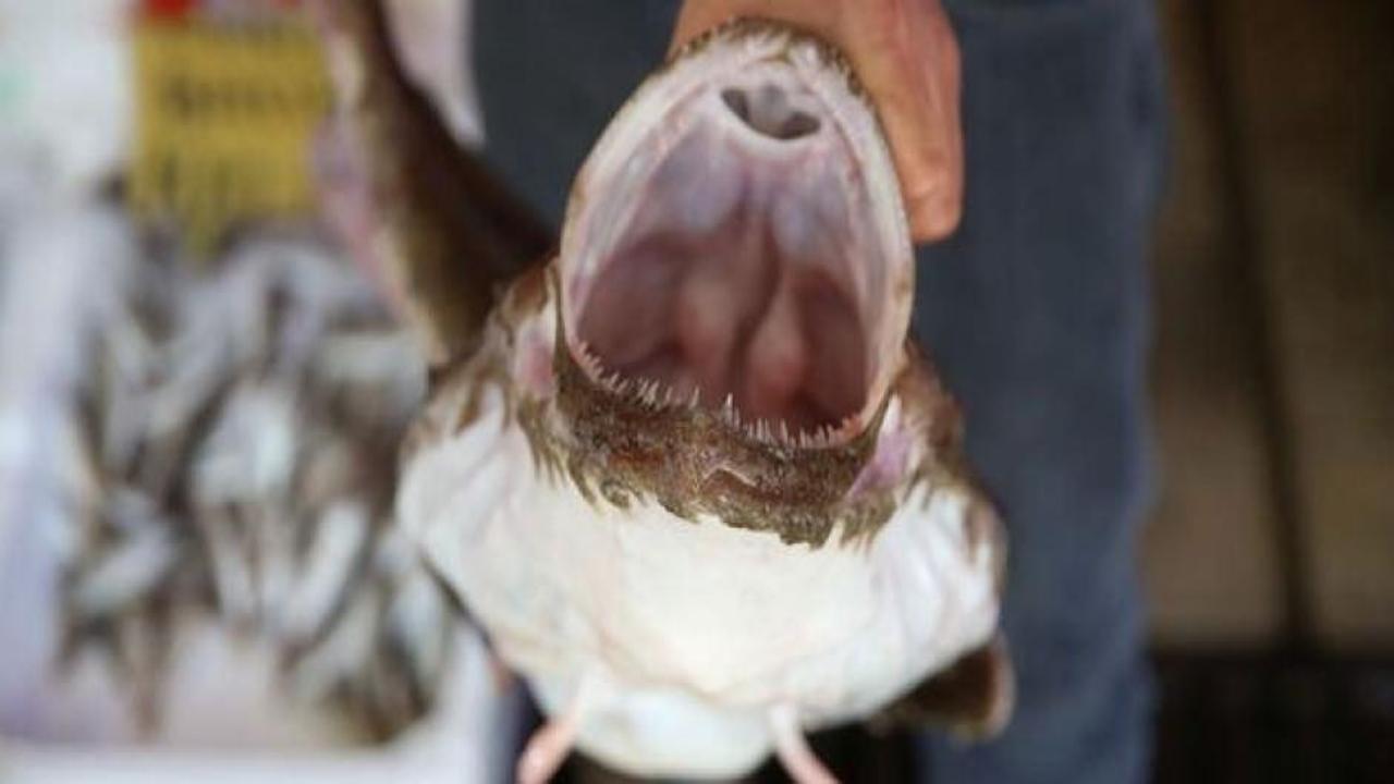 Karadeniz'de nadir görülüyor! Kilosu 500 TL