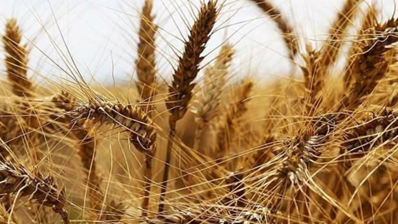 Karadeniz'deki limanlara düzenlenen saldırlar buğday fiyatlarını etkiledi!
