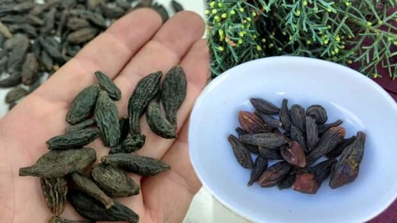 Karahalile ne işe yarar? Karahalile faydaları nelerdir, nasıl kullanılır?