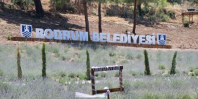 Karaova`da Lavanta Hasadı Başladı