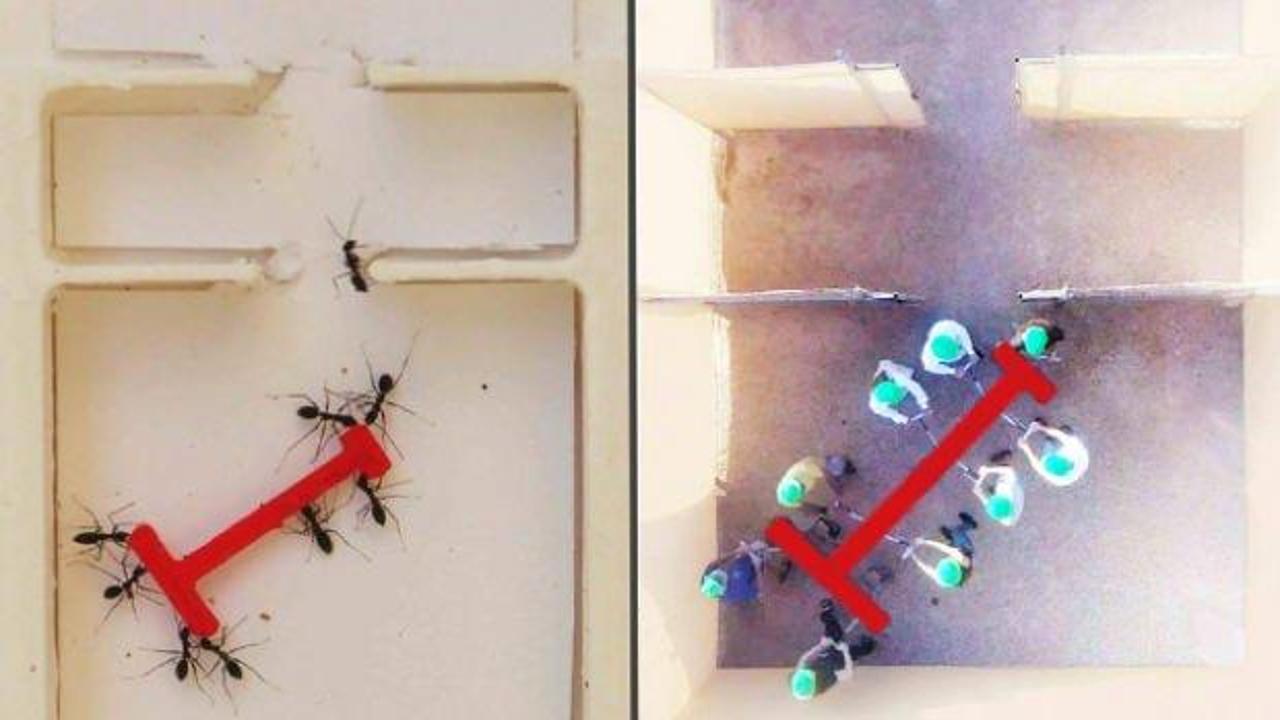 Karıncaların mucizesi: Ortak karar almada insanlardan daha başarılılar! Araştırma şaşırttı