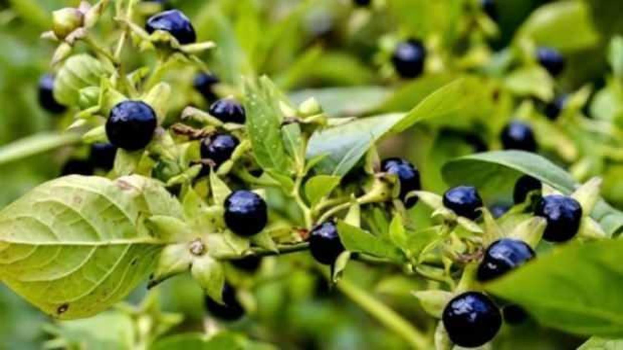 Kars'ta 'güzelavrat' otu yiyen 8 çocuk zehirledi