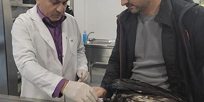 Kartal Belediyesi Veteriner İşleri Müdürlüğü Ekipleri Yaralı Akbaba'yı Tedavi Altına Aldı