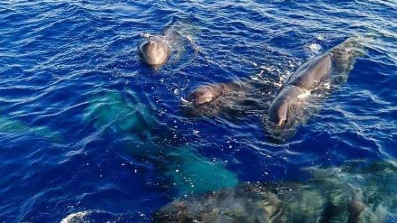 Kaş ve Fethiye'de balinalar görüntülendi