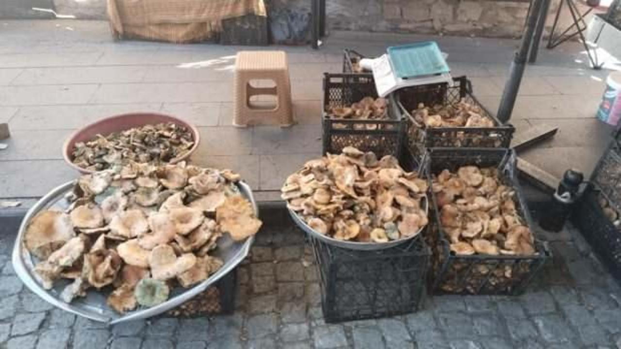 Kasa kasa kanlıca mantarında fiyatlar düştü