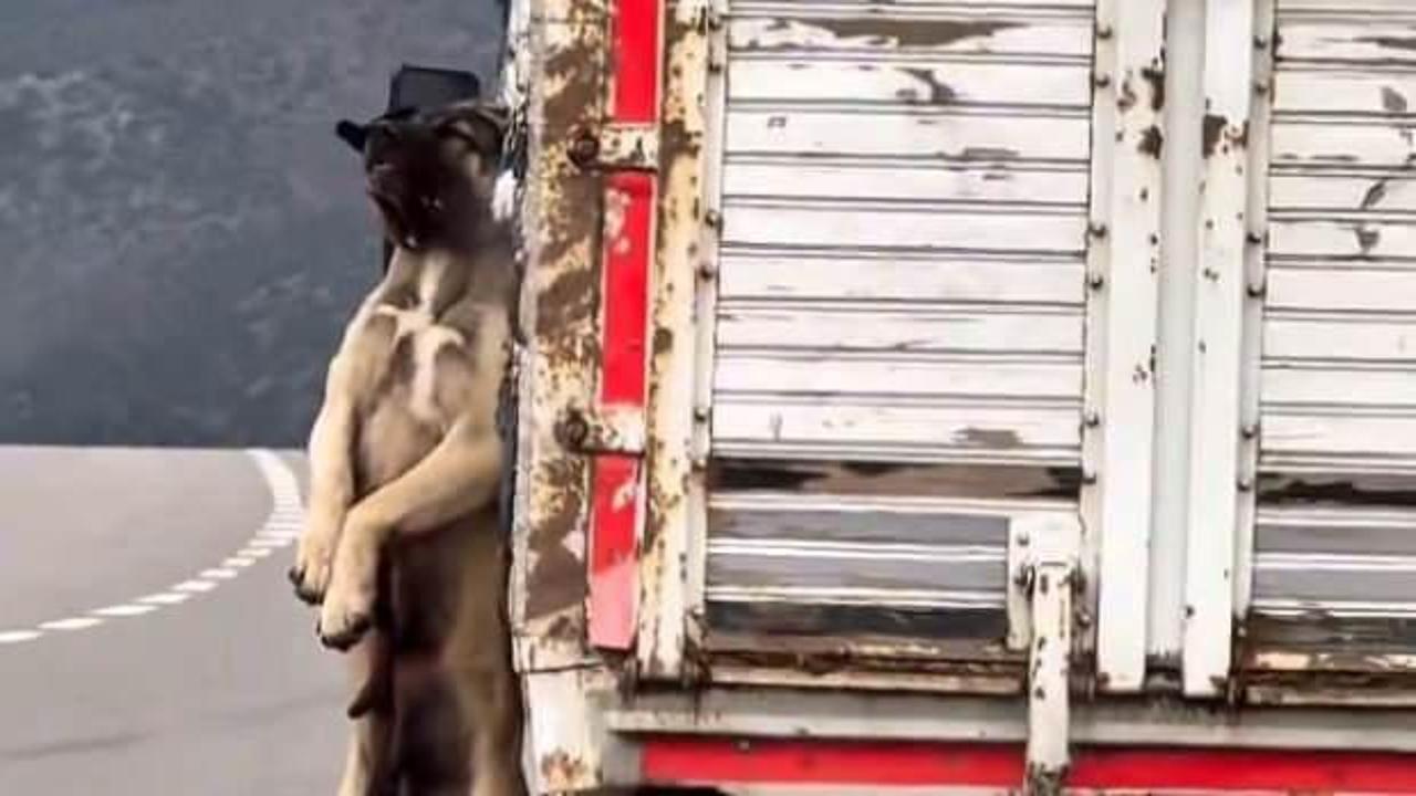 Kasasında iple asılı köpek olan kamyonetin sürücüsüne adli işlem