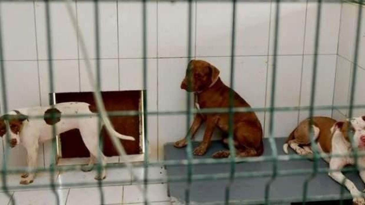 'Katil' pitbull çetesi! Kedi evine girip saldırdılar