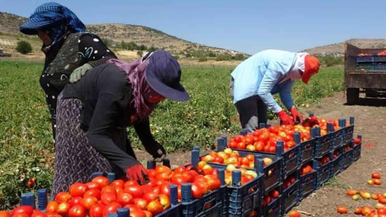Kavurucu sıcak altında domates hasadı devam ediyor