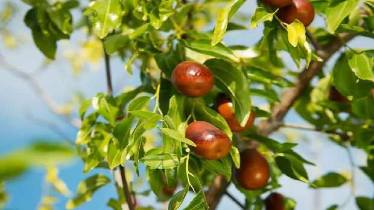 Kaynatılmış iğde suyunun faydaları nelerdir? İğde kabuğunun faydaları…