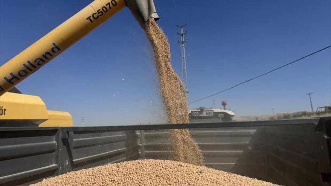 Kayseri'de hibeli tohumla ekilen 29 bin dekar alanda nohut hasadı başladı