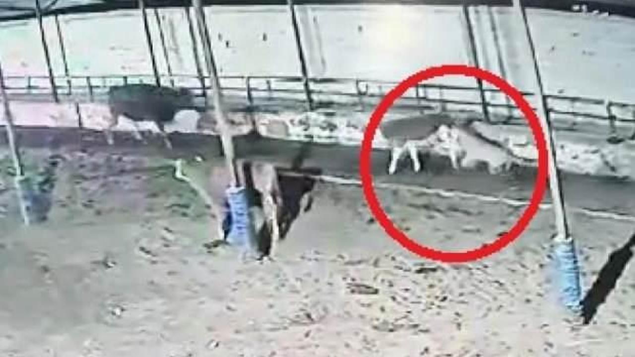 Kayseri'de kurt sürüsü dehşeti böyle yaşattı