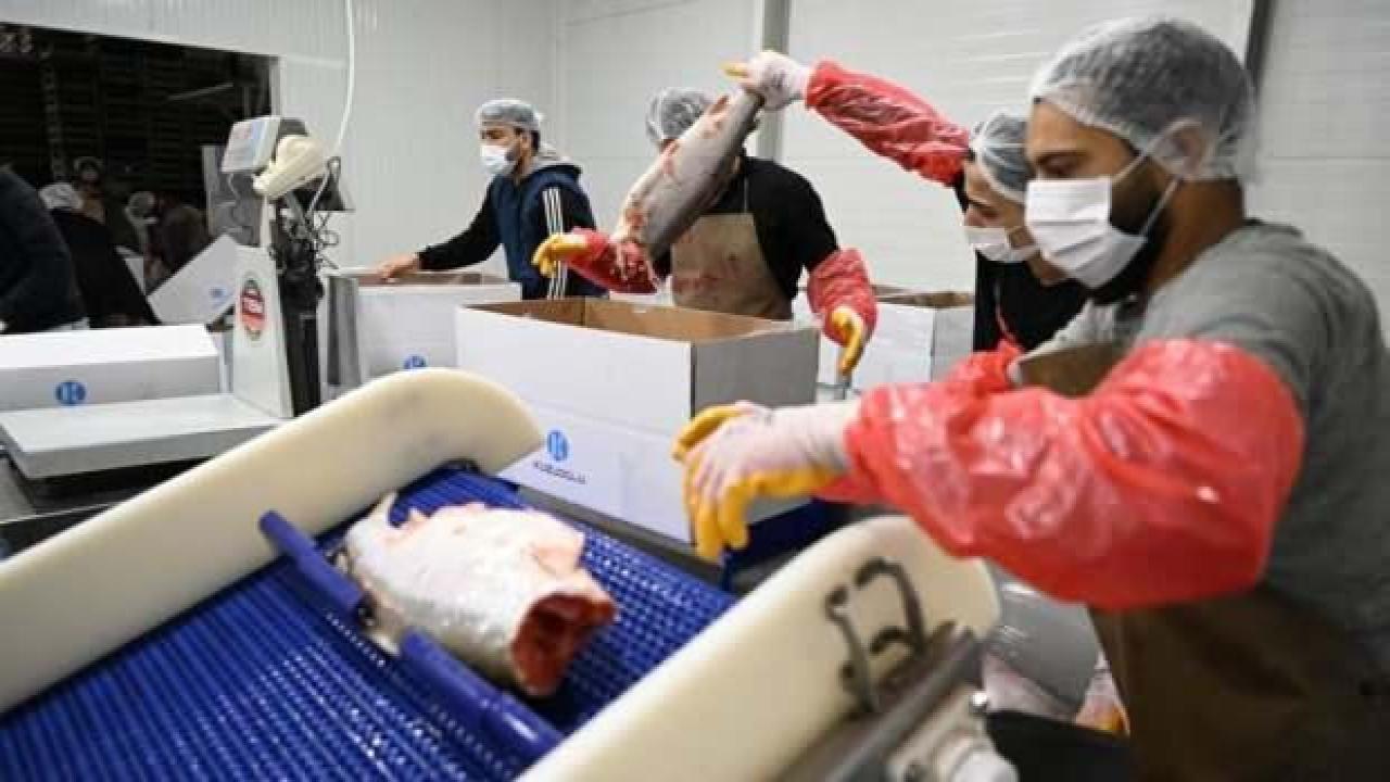 Kayseri’deki tesiste günlük 60 ton balık işleniyor
