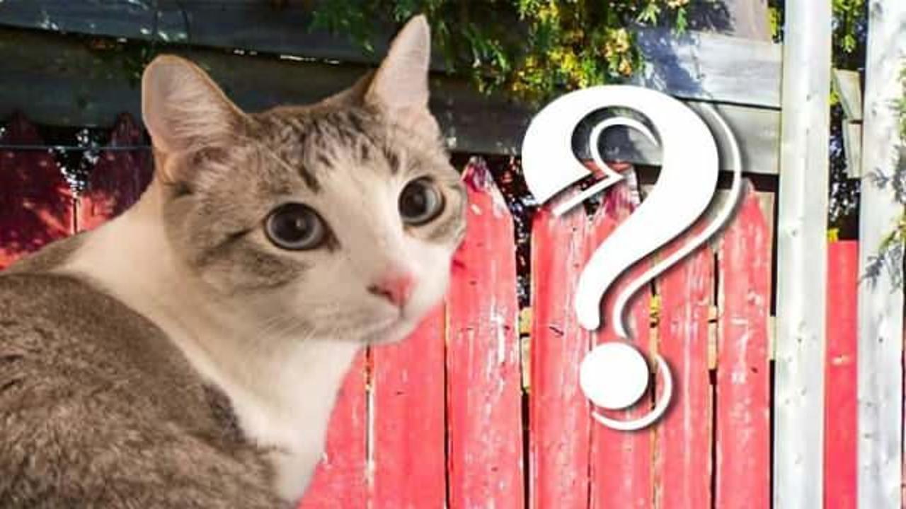 Kedinin nerede saklandığını bulabilir misin? Bu kediyi 10 saniye içerisinde görebilen…