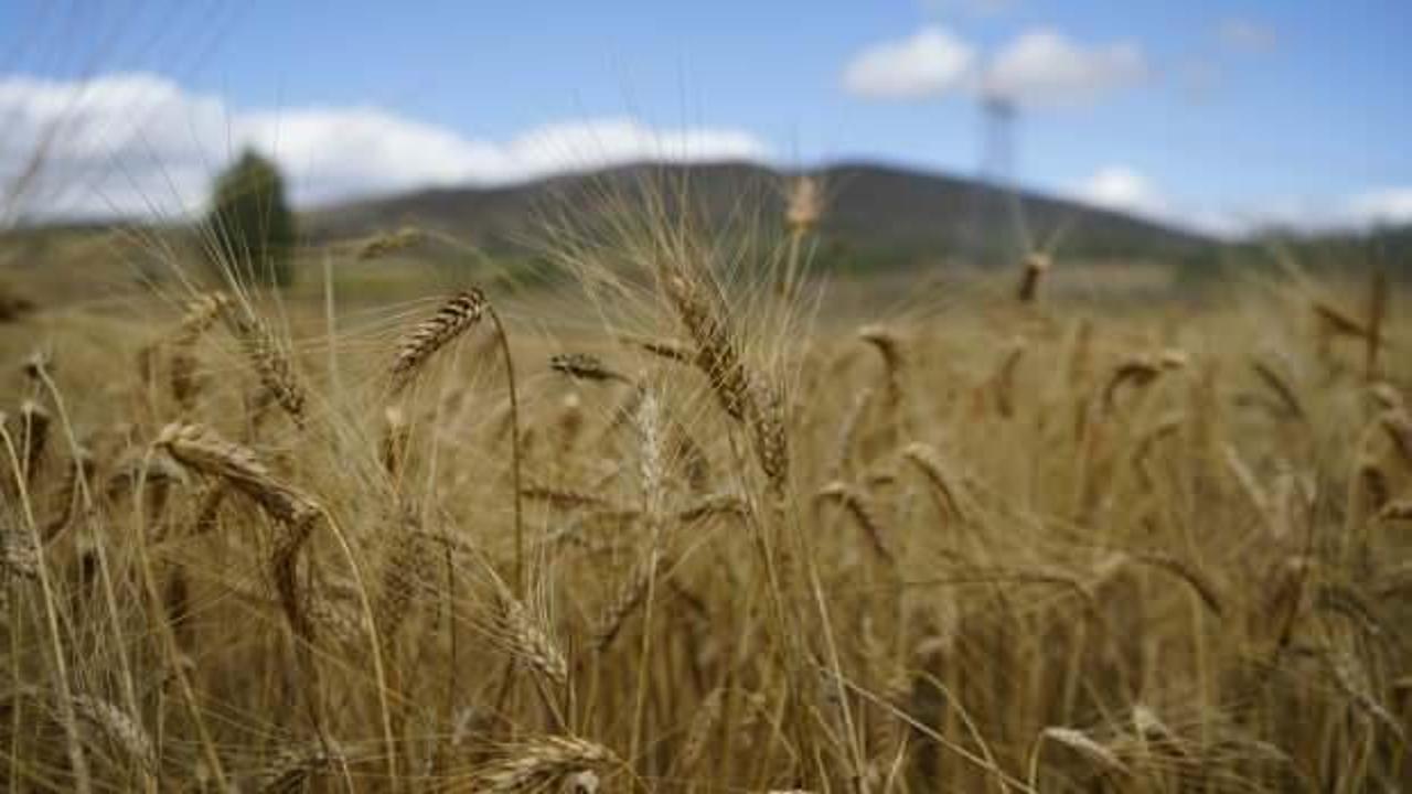 Kelkit'te buğday hasadı başladı, yağışlar rekolteyi olumsuz etkiledi