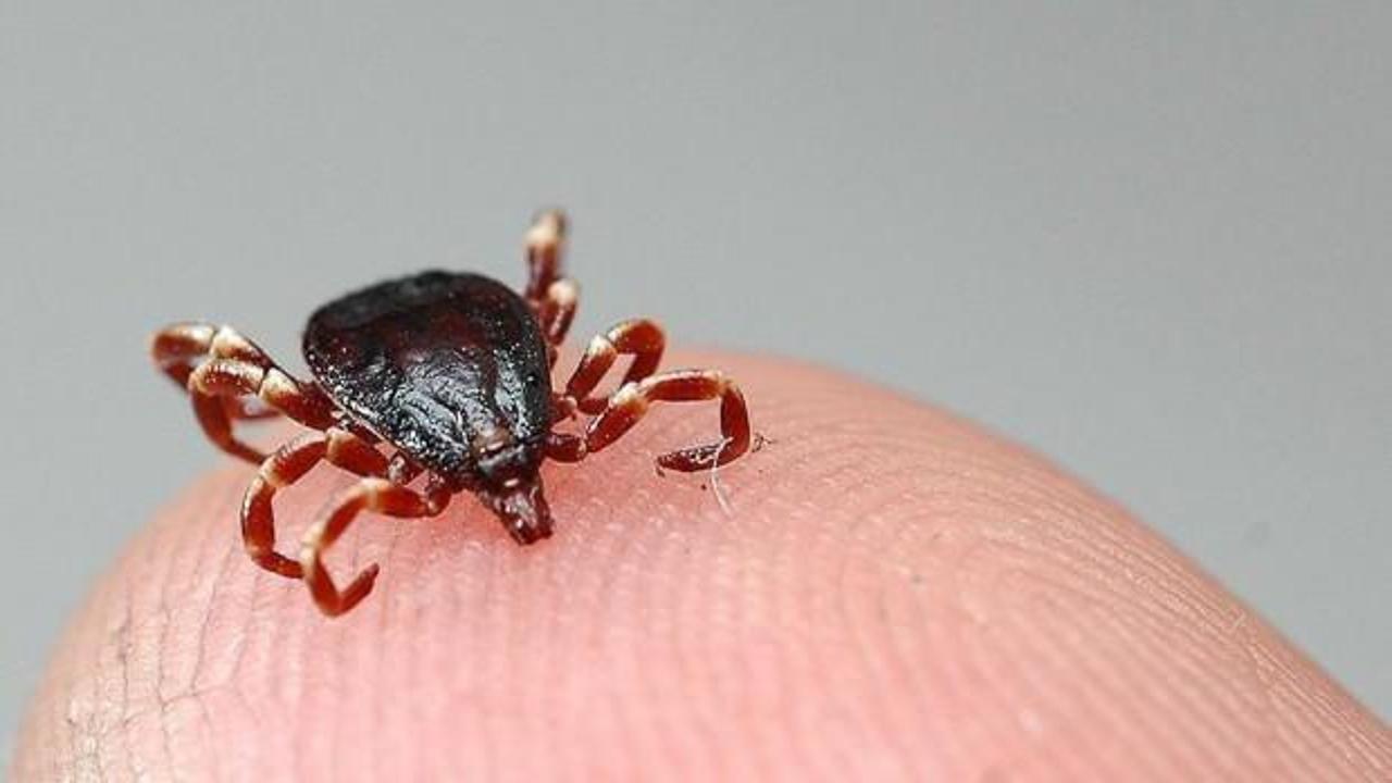 Kene yine can aldı! Ankara'ya sevk edilen vatandaş kurtarılamadı