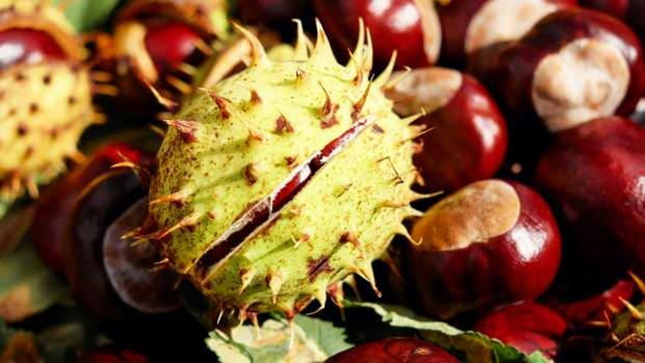Kestane alırken aman dikkat! Kestane değil zehir satıyorlar!