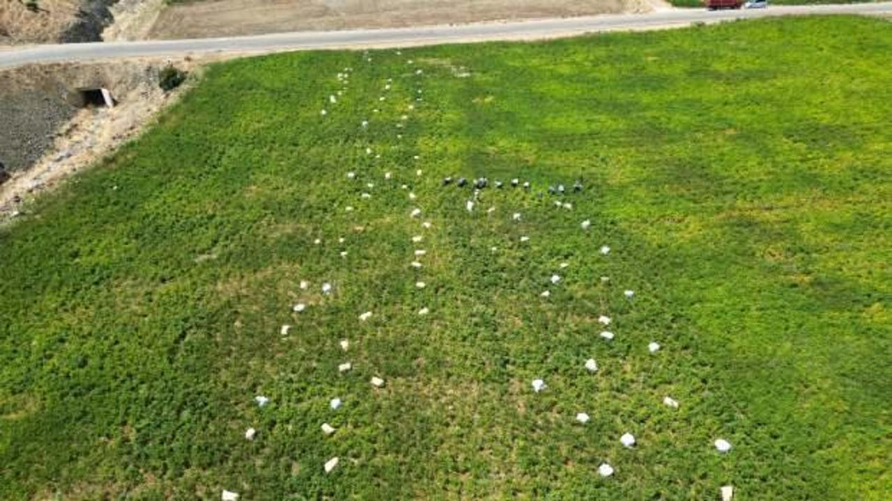 Kilis’te en acı hasat başladı