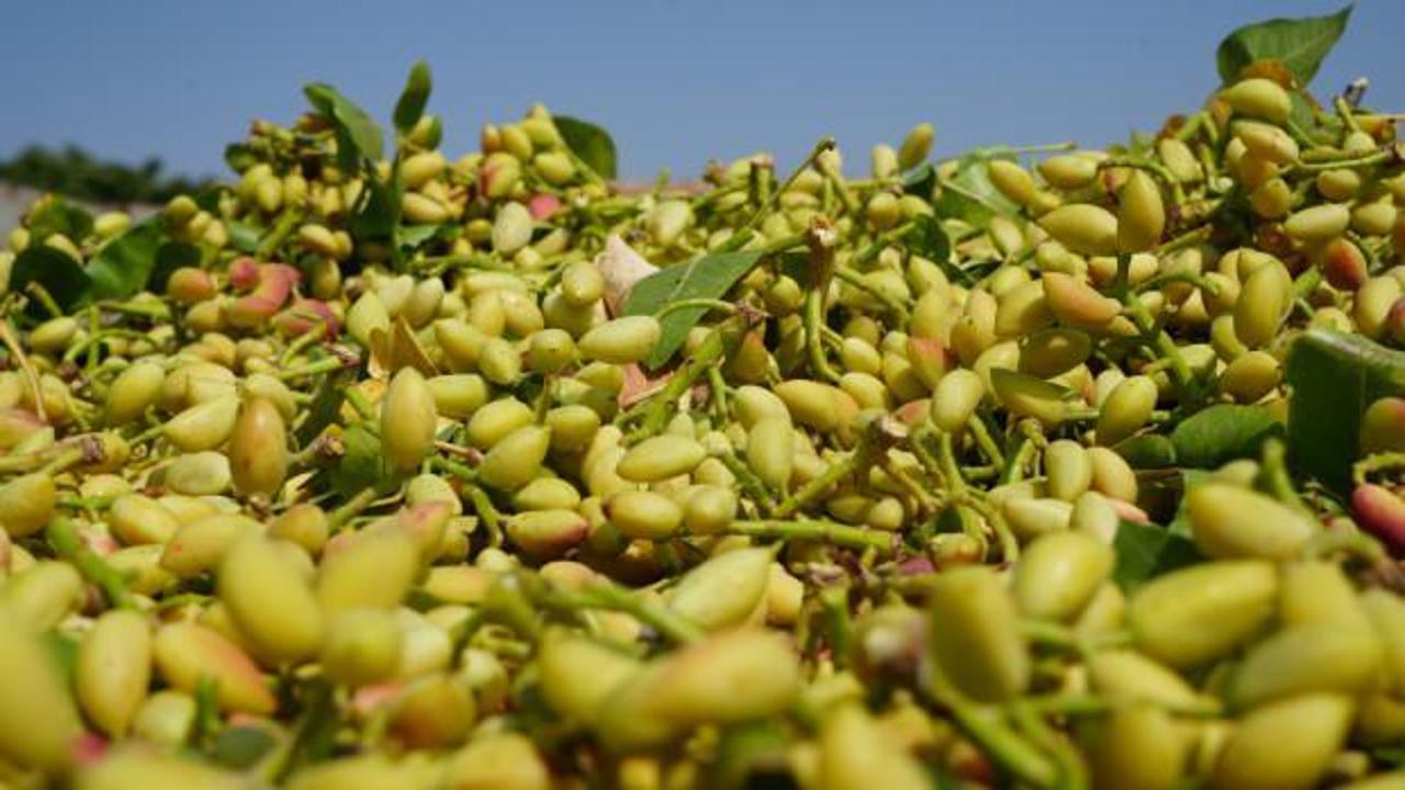 Kilis'te fiyatı altın ile yarışan boz fıstığın hasadı başladı