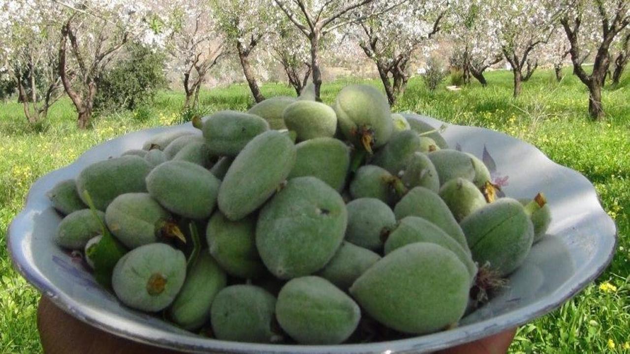 Kilosu 1.000 lira! İlk badem çağlası hasadı Mersin’de yapıldı