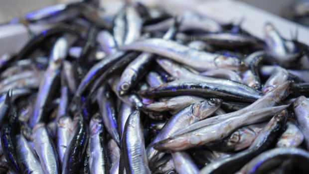 Kilosu 200 TL'ye çıktı!